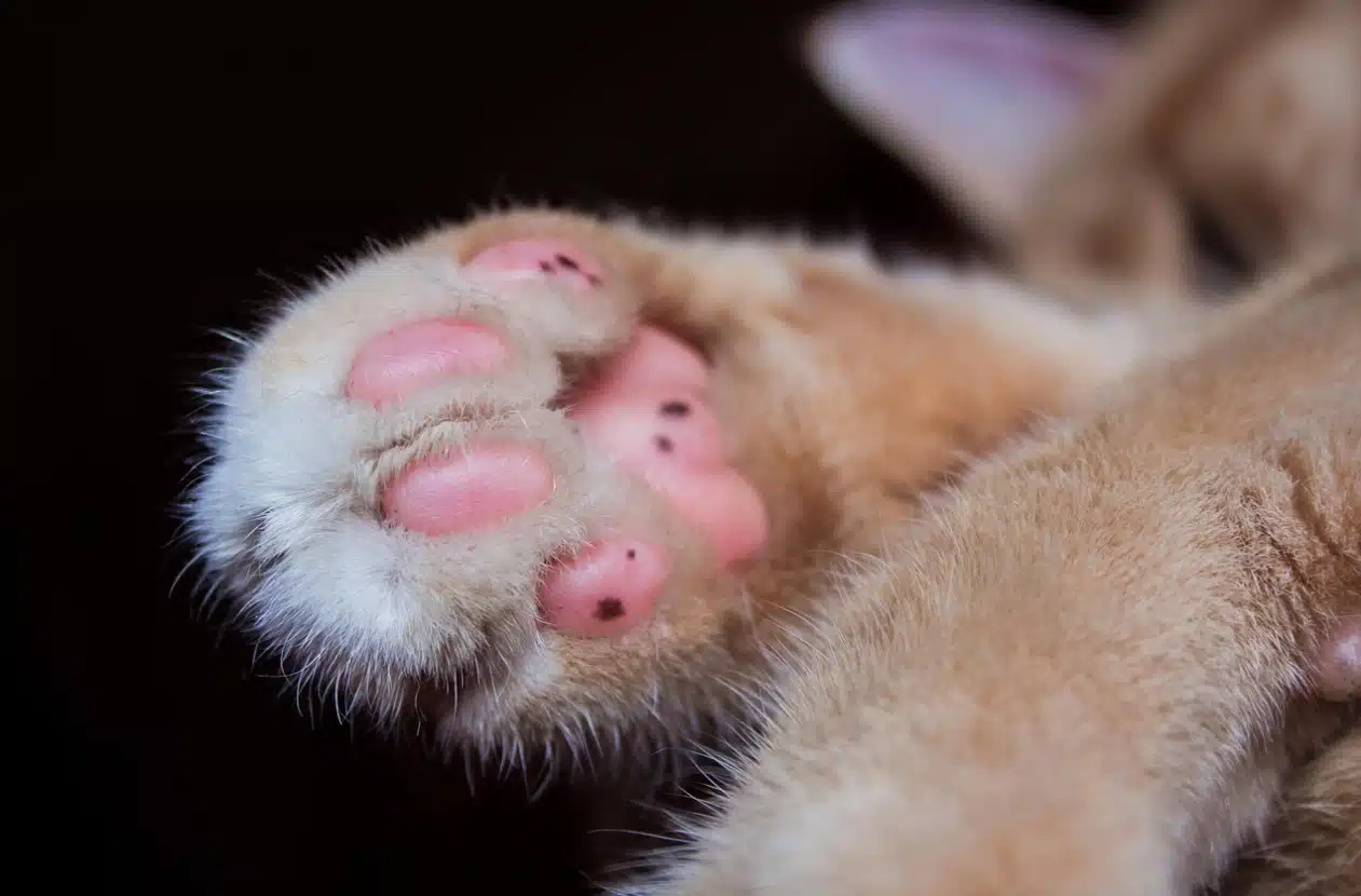 gatta investita Cernicchiara