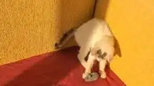 gattino salvato capaccio paestum