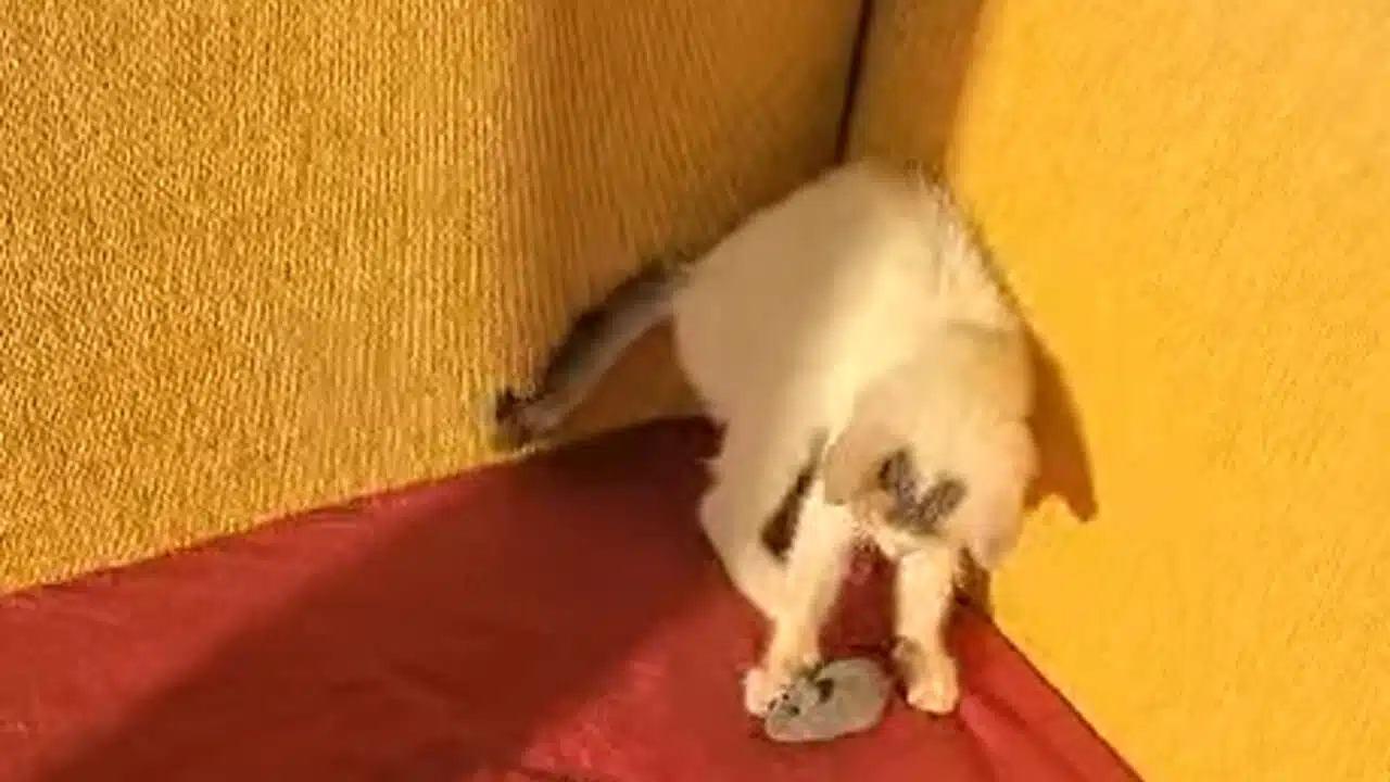 gattino salvato capaccio paestum