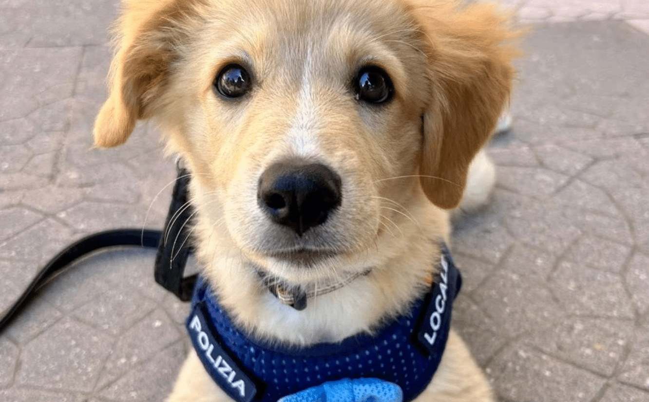 Castel San Giorgio Polizia cagnolino