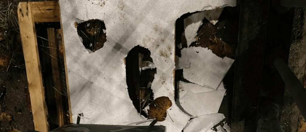 Salerno vandalizzata cuccia gatto