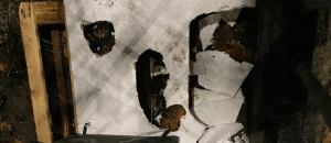 Salerno vandalizzata cuccia gatto