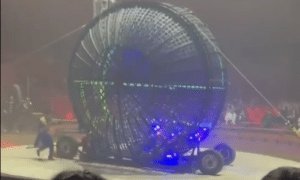 napoli circo morto stuntman 