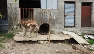 Controlli animali salerno