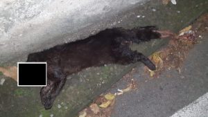 Coperchia, un altro gattino investito e ucciso, le volontarie: "Per il sindaco mancano soldi per tutelare la vita degli animali"