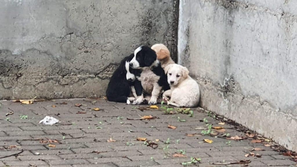 Cuccioli abbandonati sotto la pioggia a Sant’Eustachio: denunciato un nuovo caso nel Salernitano