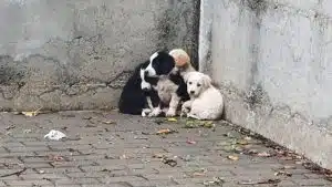 Cuccioli abbandonati sotto la pioggia a Sant’Eustachio: denunciato un nuovo caso nel Salernitano