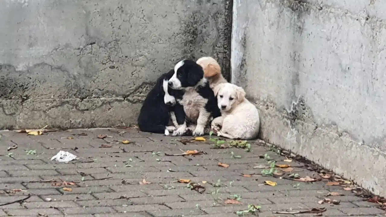 Cuccioli abbandonati sotto la pioggia a Sant’Eustachio: denunciato un nuovo caso nel Salernitano
