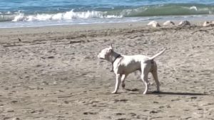 Allarme a Mercatello: pitbull libero sulla spiaggia Balnea, apprensione tra famiglie e bagnanti