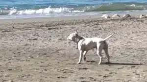 Allarme a Mercatello: pitbull libero sulla spiaggia Balnea, apprensione tra famiglie e bagnanti