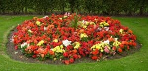 sala consilina adotta aiuola