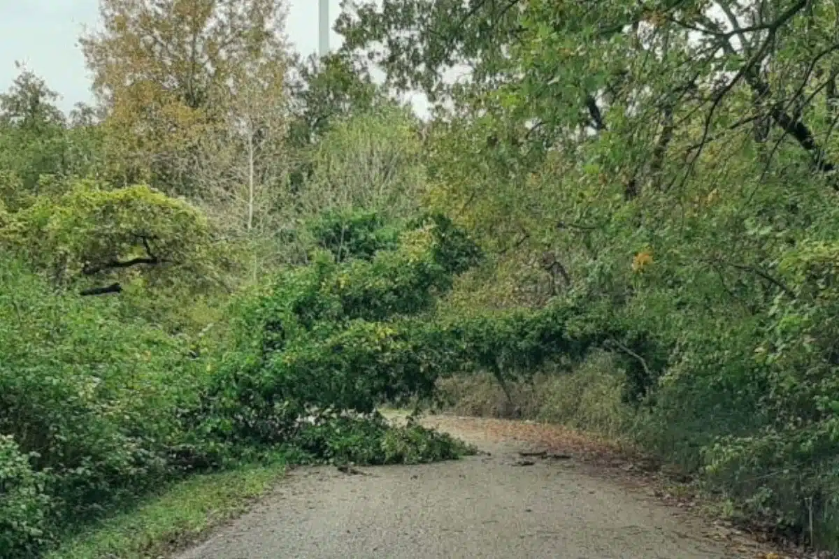 maltempo albero caduto albanella