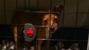 Nocera Inferiore, due cucciole abbandonate davanti al canile: caccia ai responsabili