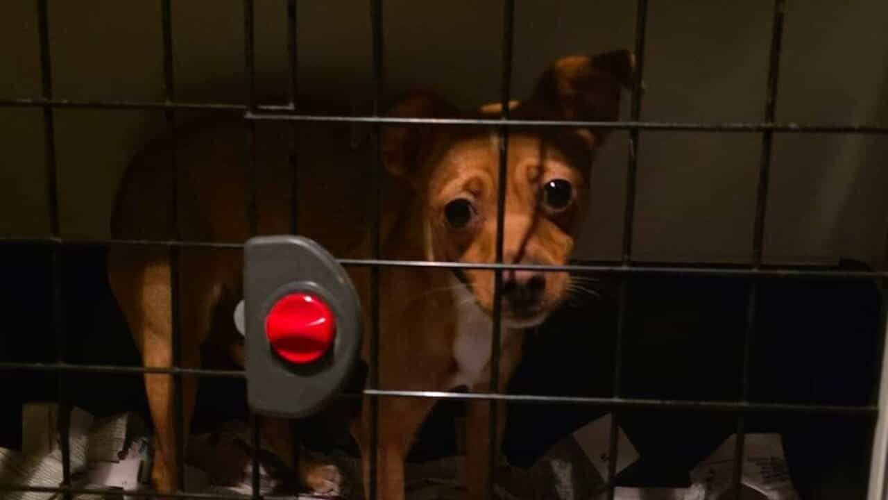 Nocera Inferiore, due cucciole abbandonate davanti al canile: caccia ai responsabili