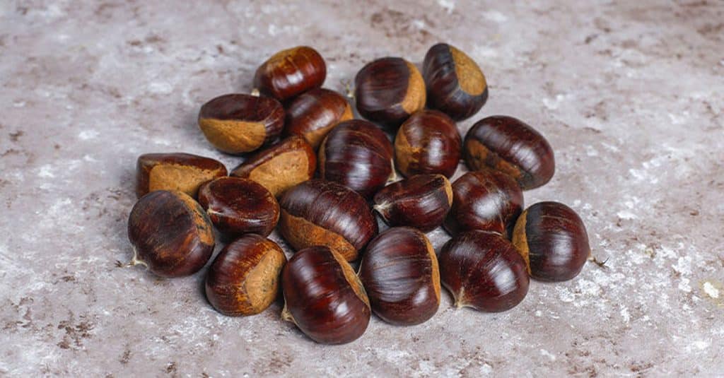 raccolta castagne campania calo 2024