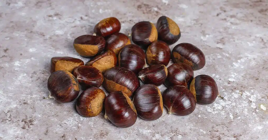 raccolta castagne campania calo 2024