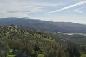 cicerale poesia sotto vischio 2025