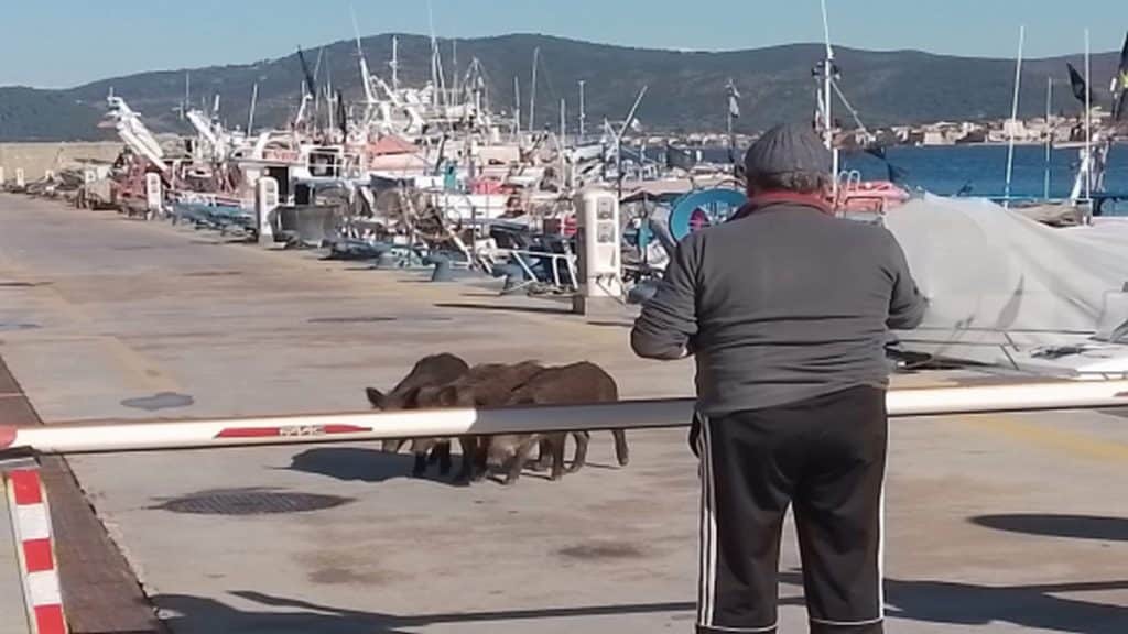 cinghiali porto castellabate
