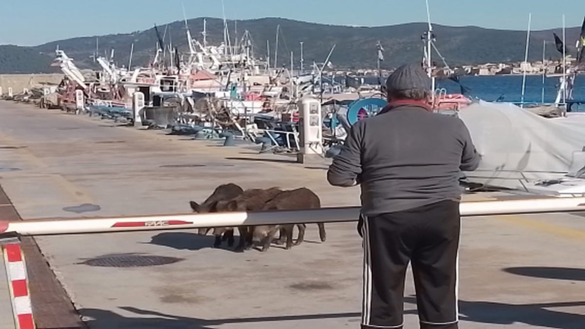 cinghiali porto castellabate