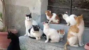 giungano colonia felina decimata avvelenamenti appello