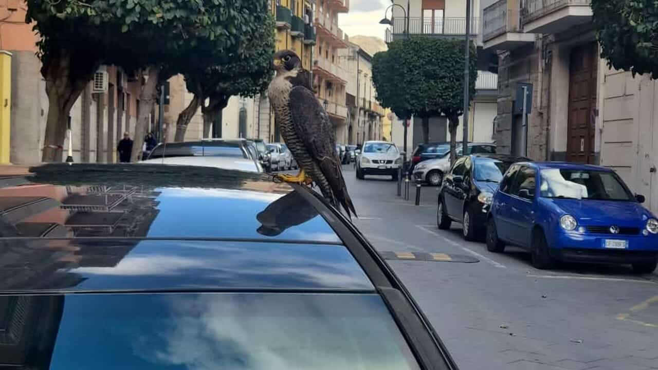 Nocera Inferiore, salvato un falco pellegrino ferito in strada