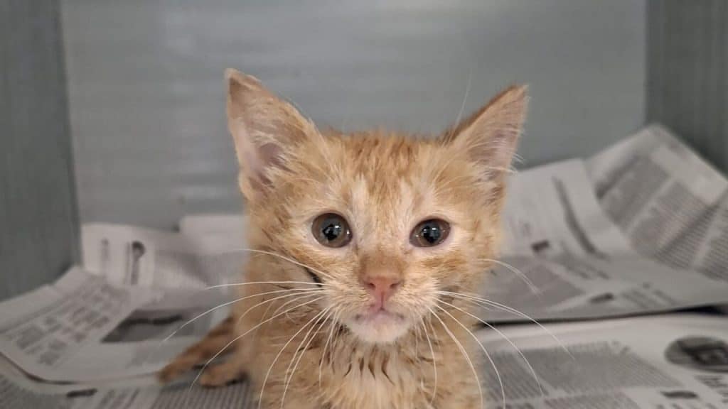 nocera inferiore abbandona gatti canile