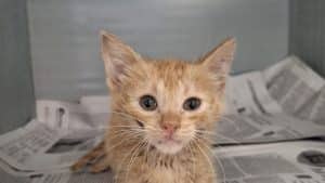 nocera inferiore abbandona gatti canile