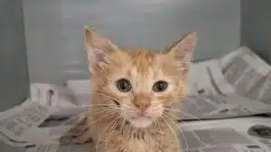 nocera inferiore abbandona gatti canile