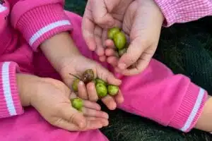 Monteforte Cilento raccolta olive