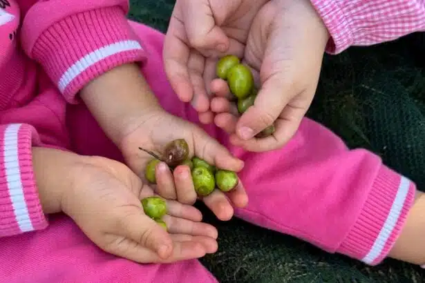 Monteforte Cilento raccolta olive