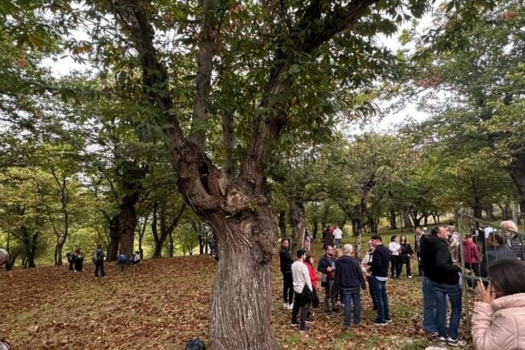 festa castagna roccadaspide record presenze