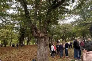 festa castagna roccadaspide record presenze