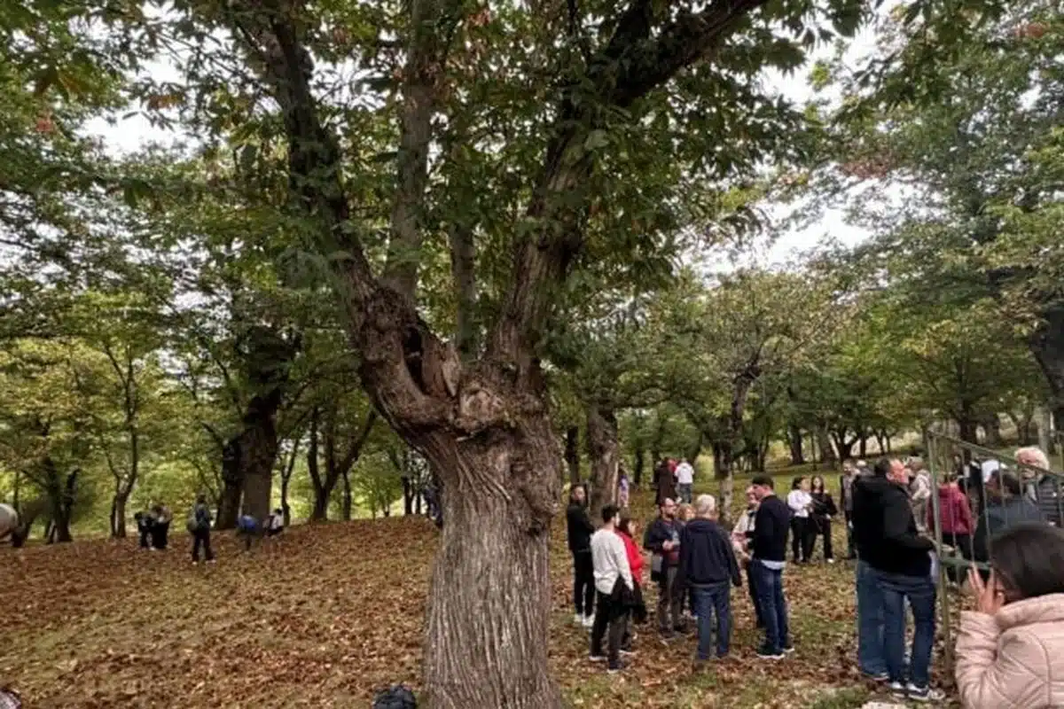 festa castagna roccadaspide record presenze