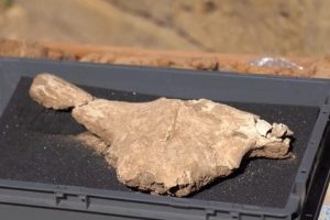 Velia, emerso sull’Acropoli un bucranio rituale legato al culto di Atena: reperto intatto con gancio originario