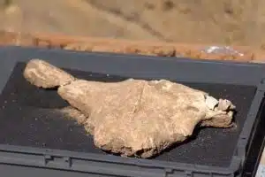 Velia, emerso sull’Acropoli un bucranio rituale legato al culto di Atena: reperto intatto con gancio originario