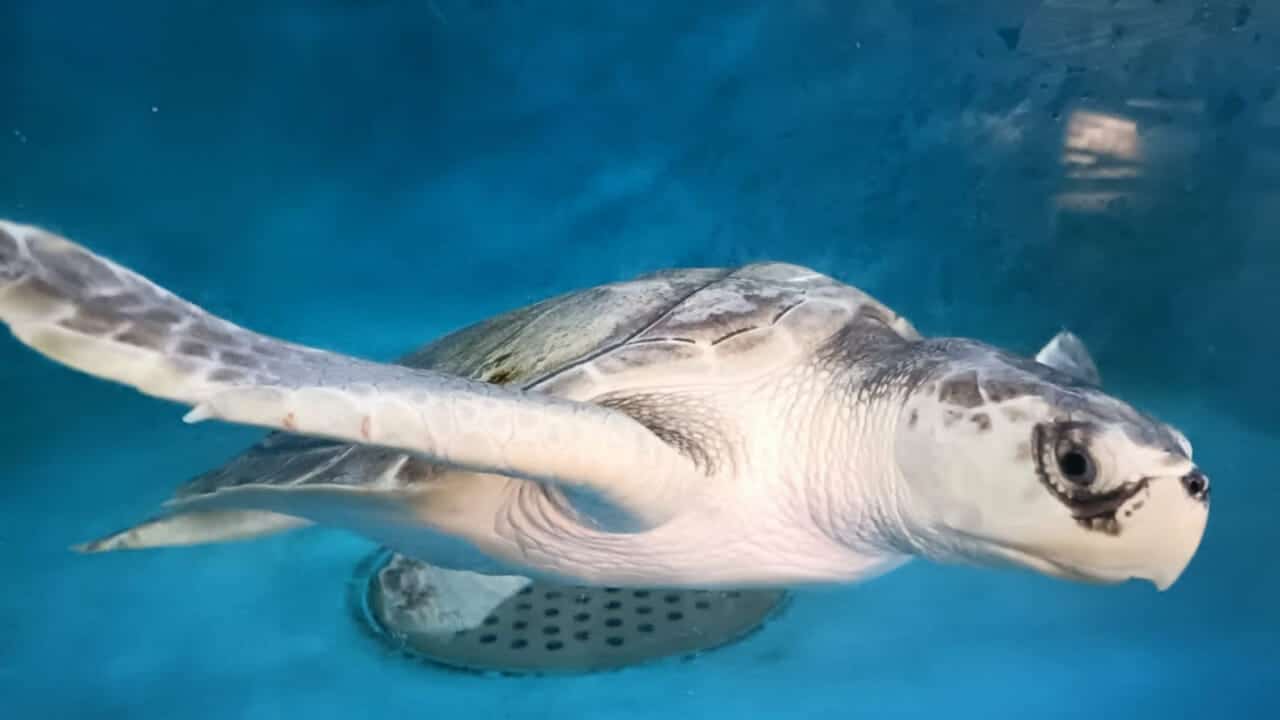 Praiano, torna in mare Saphira: liberata la tartaruga marina più rara al mondo dopo cinque mesi di riabilitazione