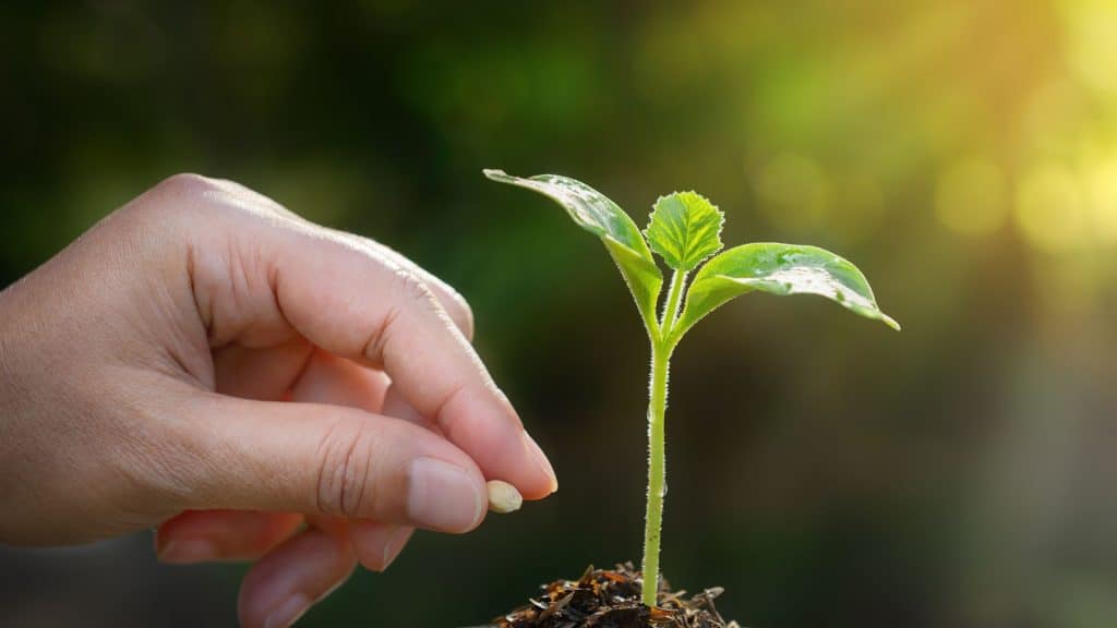 salerno verde urbano 2025