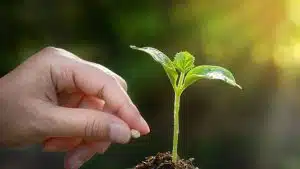 salerno verde urbano 2025