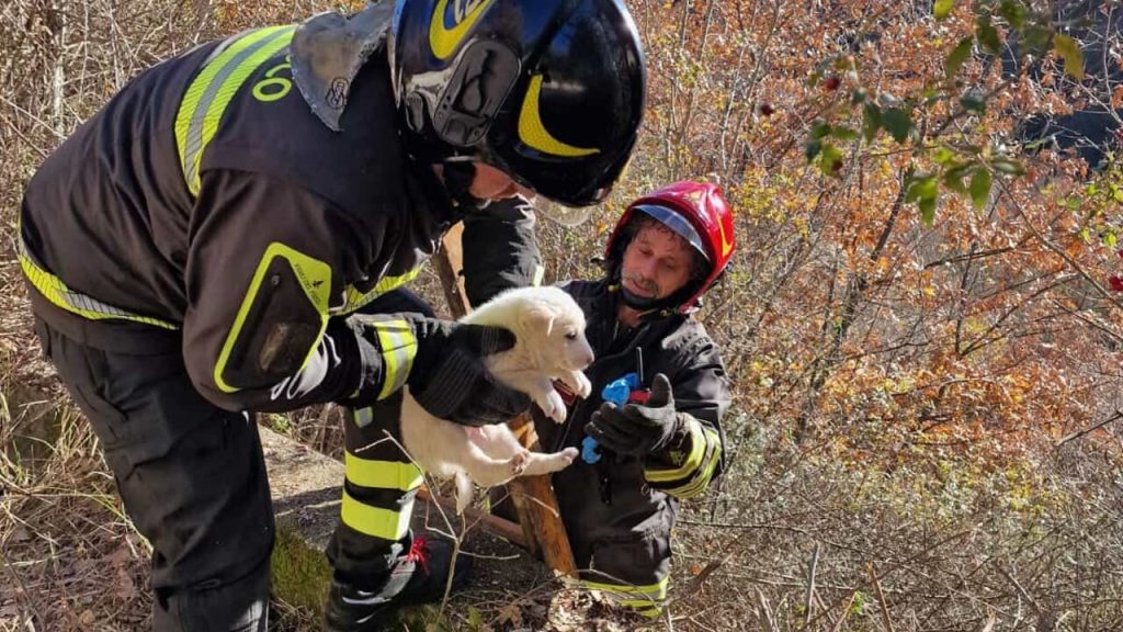 cuccioli salvati Pertosa