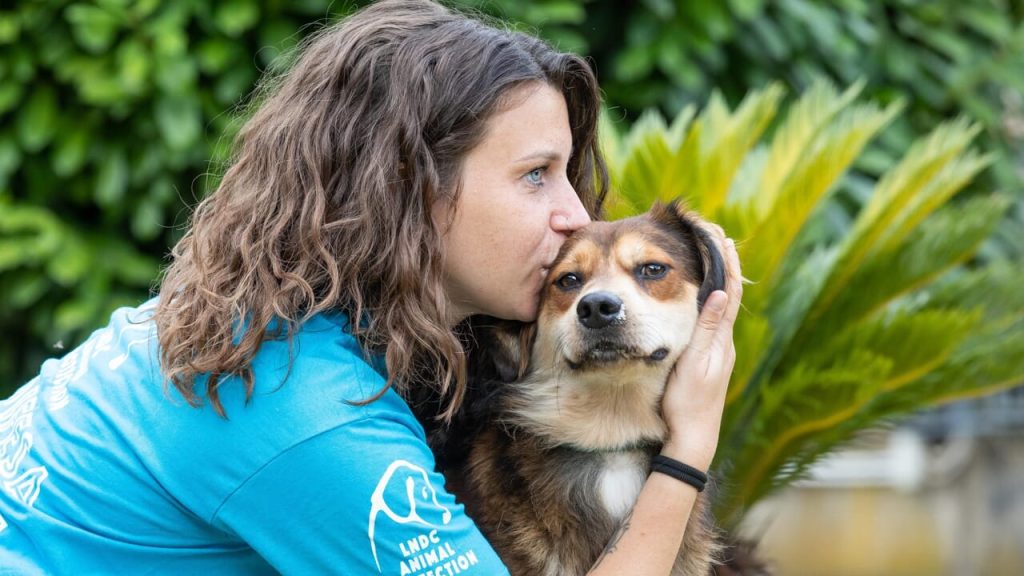 cava de' tirreni campagna adozione cani inverno senza gabbie