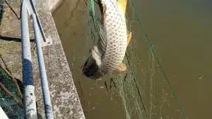 bracconaggio Sele-Tanagro