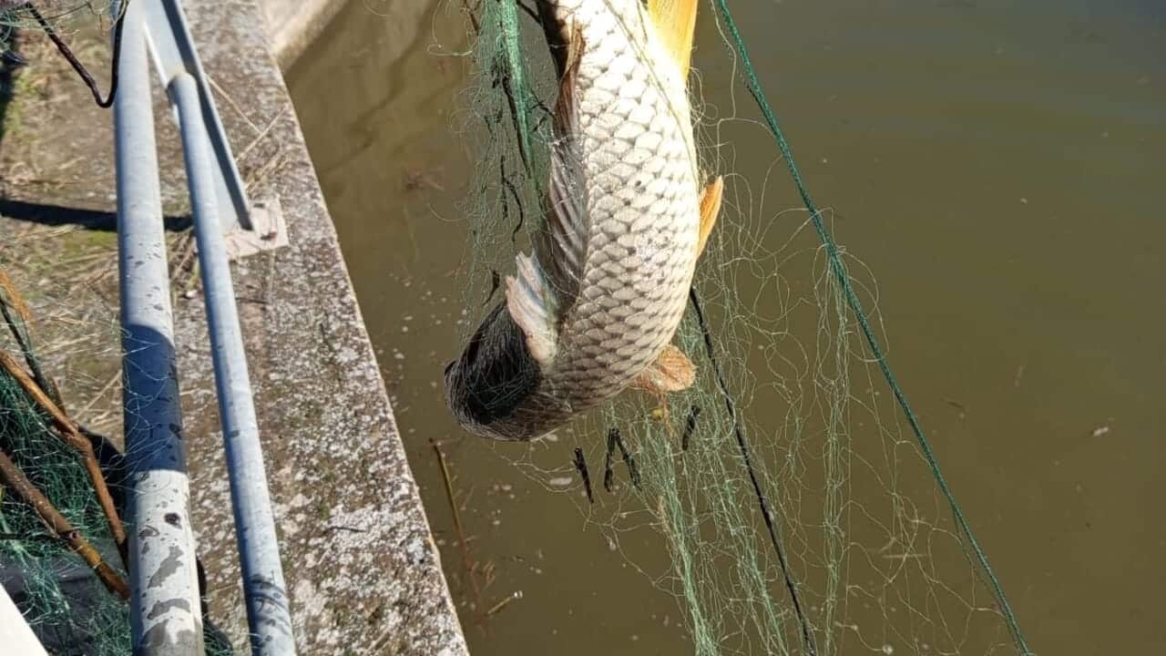 bracconaggio Sele-Tanagro