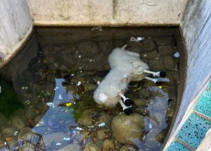 Baronissi, vandalizzato il presepe in villa: danni all’allestimento natalizio