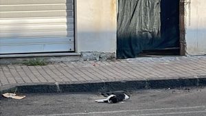 battipaglia investito ucciso gatto