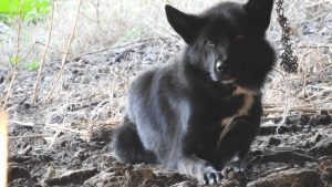 Cane detenuto in condizioni incompatibili sotto un ponte: intervento delle guardie zoofile a Colliano