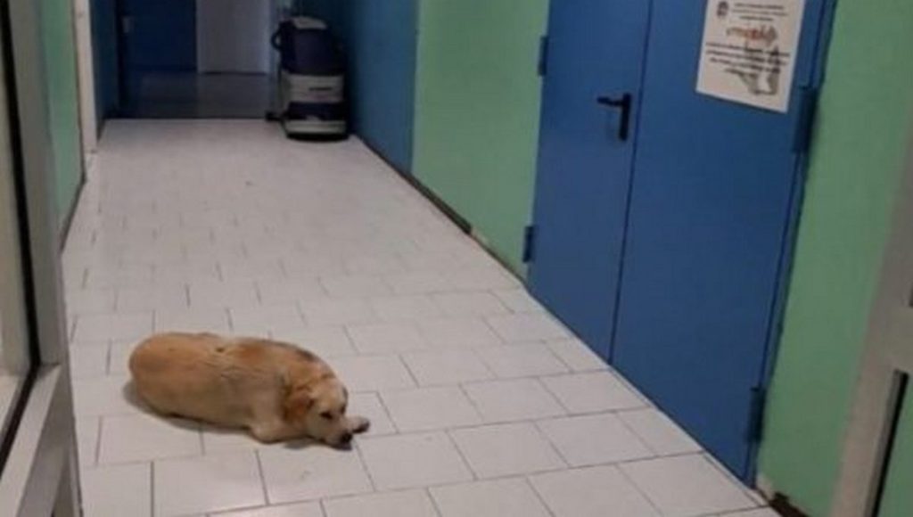 Mercato San Severino, addio a Coco: il cane mascotte del presidio ospedaliero