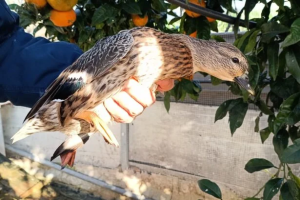 blitz bracconaggio Eboli