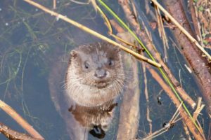 agropoli ordinanza tutela lontra ringraziamenti wwf