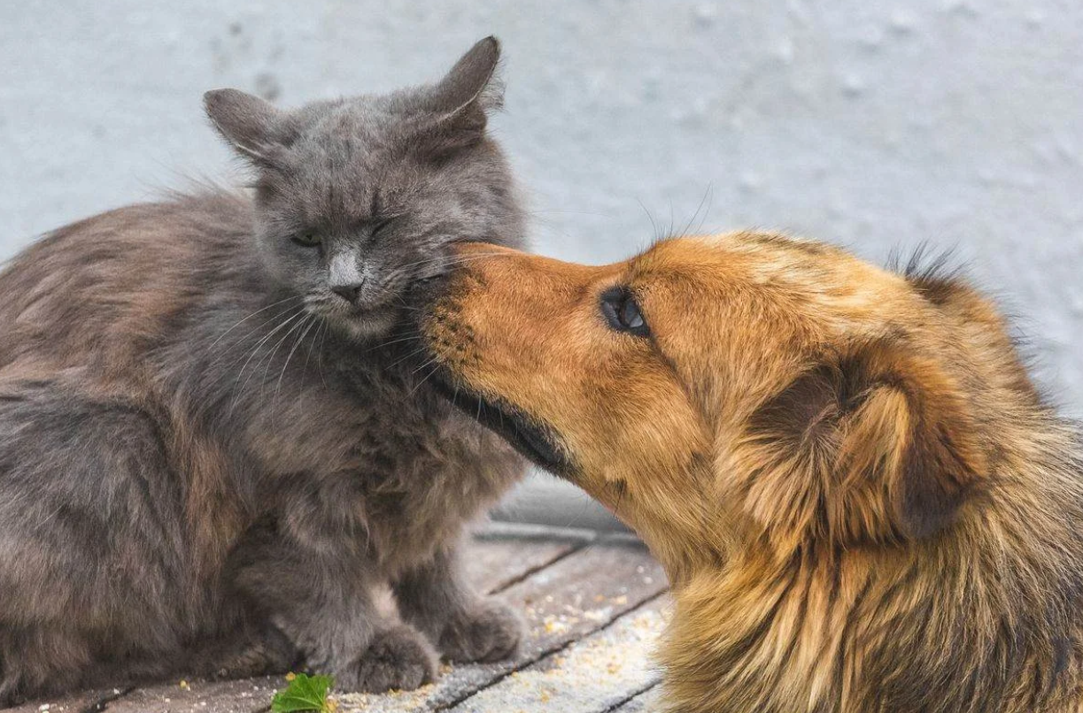 abbandoni Castel San Giorgio