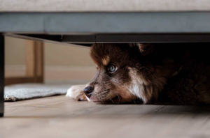 Capodanno fuochi artificio animali